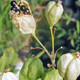Belamcanda chinensis  (BLACKBERRY LILY)