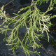 GOLDEN MOPS Chamaecyparis  (Golden Mops)