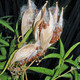 SWAMP MILKWEED Asclepias incarnata