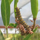 SWAMP MILKWEED Asclepias incarnata