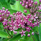 SWAMP MILKWEED Asclepias incarnata