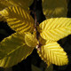 EUROPEAN HORNBEAM Carpinus betulus