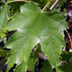 FASTIGIATE FREEMAN MAPLE Acer freemanii (Armstrong)