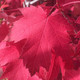 FASTIGIATE FREEMAN MAPLE Acer freemanii (Armstrong)