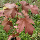Acer freemanii 'Armstrong' (FASTIGIATE FREEMAN MAPLE)