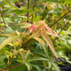 JAPANESE MAPLE Acer palmatum (Calico)