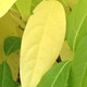 WINTERSWEET (Chimonanthus praecox)