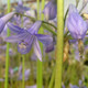 LILY-OF-THE-NILE Agapanthus praecox (Headbourne Blue)