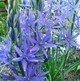 COMMON CAMAS Camassia quamash