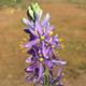 COMMON CAMAS Camassia quamash