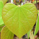 Cercis canadensis (EASTERN REDBUD)