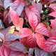 COMPACT BUTTONBUSH Cephalanthus occidentalis (Sugar Shack)