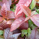 COMPACT BUTTONBUSH Cephalanthus occidentalis (Sugar Shack)