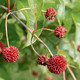 COMPACT BUTTONBUSH Cephalanthus occidentalis (Sugar Shack)