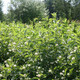 COMPACT BUTTONBUSH Cephalanthus occidentalis (Sugar Shack)