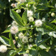 COMPACT BUTTONBUSH Cephalanthus occidentalis (Sugar Shack)