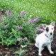 DWARF NECTAR BUSH Buddleia Lo & Behold® (Lilac Chip)