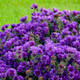 NEW ENGLAND ASTER Aster novae-angliae (Grape Crush)