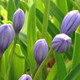 LILY-OF-THE-NILE Agapanthus  (Two Times Blue)