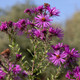 Aster novae-angliae 'Purple Dome' (FALL ASTER)