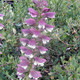 SPINY BEAR'S BREECH Acanthus spinosus