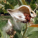 SHOWY MILKWEED Asclepias speciosa