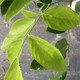 PINK-FLOWERED YELLOWWOOD Cladrastis lutea (Rosea/Perkins)