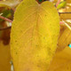 FEMALE HARDY KIWI Actinidia arguta (Geneva)