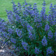 BLUE MIST SHRUB Caryopteris clandonensis (Beyond Midnight)