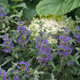 BLUE MIST SHRUB Caryopteris clandonensis (Beyond Midnight)