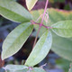 Bignonia capreolata 'Tangerine Beauty' (TANGERINE CROSSVINE)