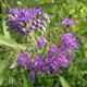 BLUE MIST SHRUB Caryopteris clandonensis (Dark Knight)