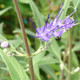 BLUE MIST SHRUB Caryopteris clandonensis (Dark Knight)