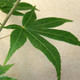 JAPANESE MAPLE Acer palmatum (Korean Gem)