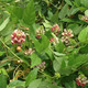 GROUNDNUT Apios americana