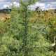 DEODAR CEDAR Cedrus deodara