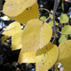 HIMALAYAN WHITE BIRCH Betula utilis (jacquemontii)