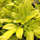 Choisya ternata 'Sundance' (GOLDEN-LEAVED MEXICAN ORANGE)