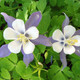 Aquilegia caerulea (ROCKY MTN COLUMBINE)