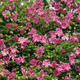 CLEMATIS Clematis (Pink Mink)