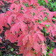 PAPERBARK MAPLE Acer griseum