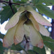 PAPERBARK MAPLE Acer griseum