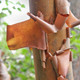PAPERBARK MAPLE Acer griseum