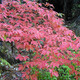 PAPERBARK MAPLE Acer griseum