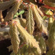 PAPERBARK MAPLE Acer griseum