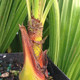 EUROPEAN FAN PALM Chamaerops humilis