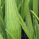 EUROPEAN FAN PALM Chamaerops humilis