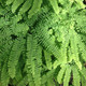 Adiantum pedatum (NORTHERN MAIDENHAIR FERN)