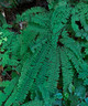Adiantum pedatum (NORTHERN MAIDENHAIR FERN)