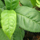 TEA PLANT Camellia sinensis